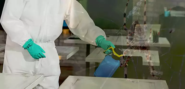 Why Buyers Still Want Homes With Pest Infestations in Seattle, WA?